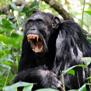 Kibale - Chimpanzee